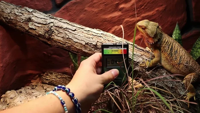 Measure UVB intensity with a solar meter (optional). Ideal UVB values are 3.0 to 7.4 at the basking spot. Adjust bulb position if needed.