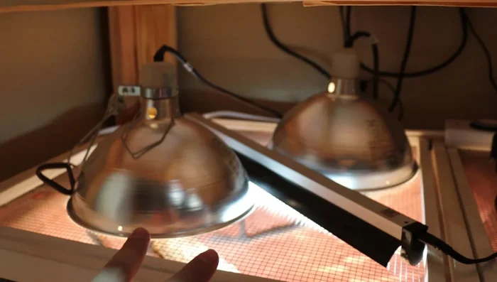 Use Arcadia 12% UVB if your basking spot is high (at least 12 inches away from the bulb). For screen-top enclosures, opt for the 14% UVB due to UVB loss through the mesh.