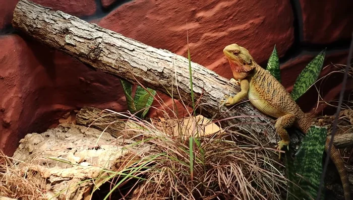 Maintain ambient temperature in the 80-90°F range. This provides a thermal gradient, allowing your dragon to regulate its body temperature.