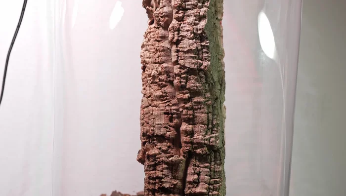 Construct the central tree branch structure using a Sork bar, shaping it to resemble a realistic tree branch.