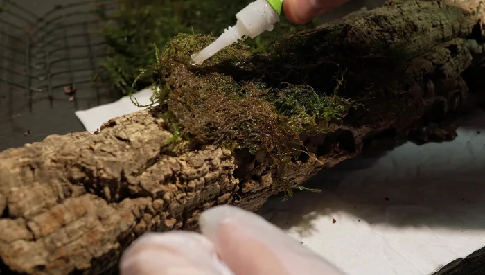Cover the branch with moss (Java moss) using aquarium-safe superglue to create a natural, rainforest-like appearance.