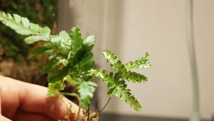 Add various tropical plants, including epiphytes (plants that don't need soil), attaching them to the branch.