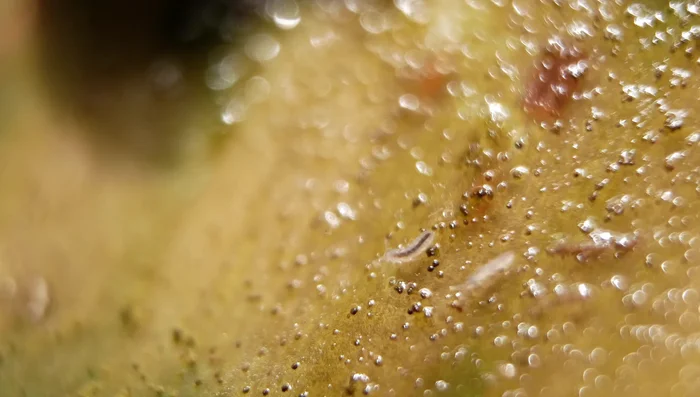 Introduce springtails and isopods to maintain the terrarium's cleanliness and prevent harmful bacteria and mold.