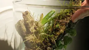 Building a Realistic Tree Branch Vivarium for Morning Geckos