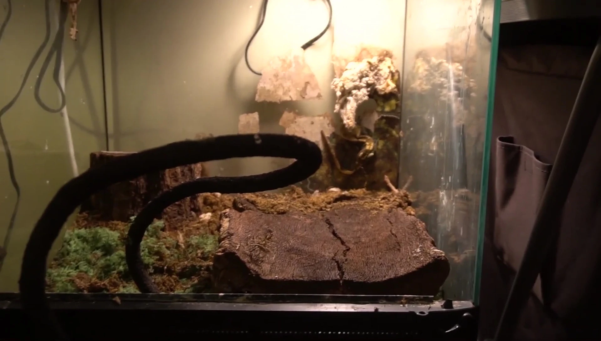 The reviewer cleaning the terrarium