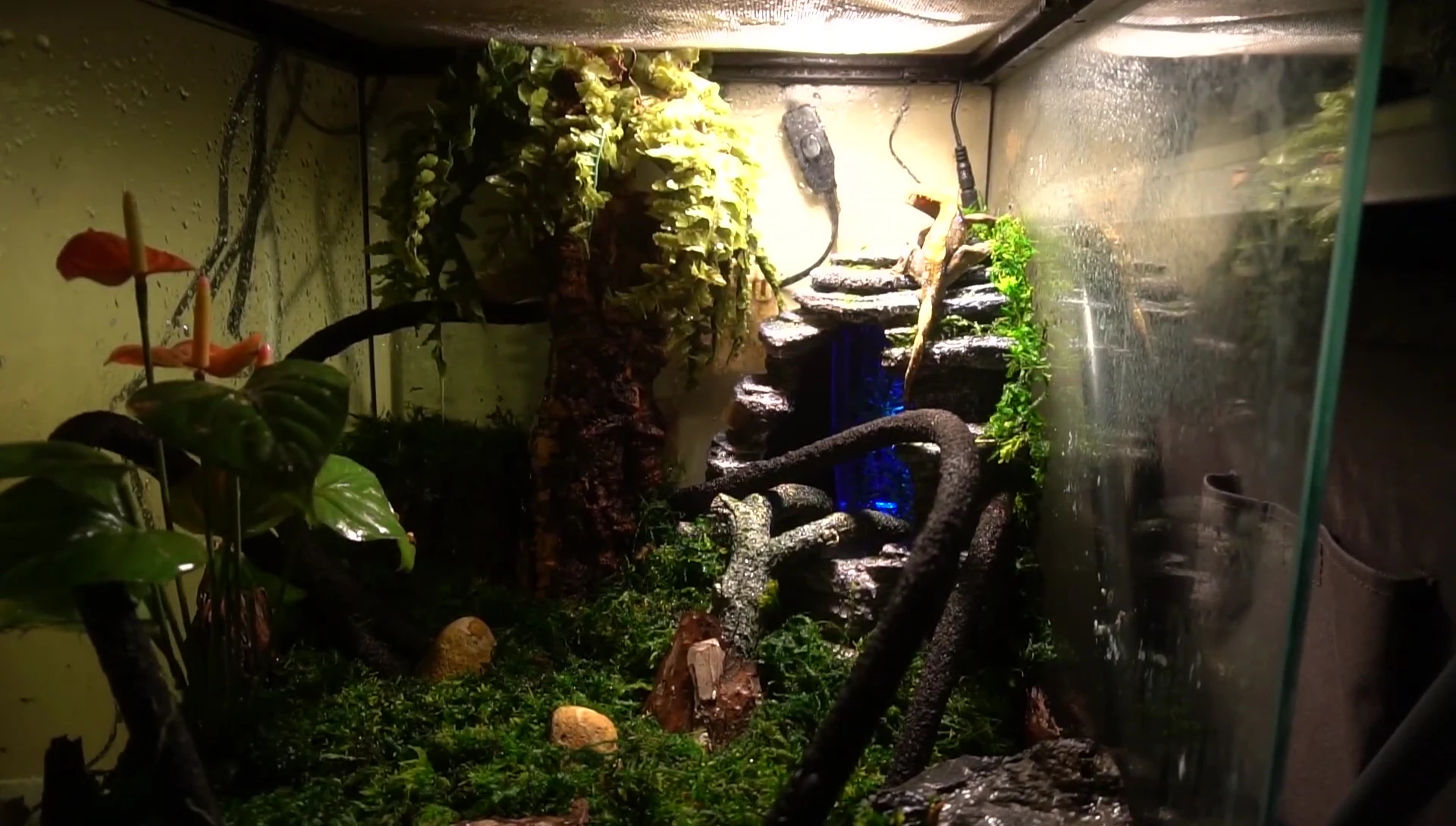 Final terrarium setup with the Zilla Spring Cave