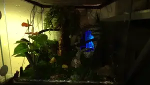 Zilla Spring Cave Review: Running Water Reptile Hide for Crested Geckos?