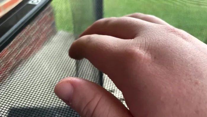 Remove all decorations and foliage from the enclosure. Note any holes in the screen.