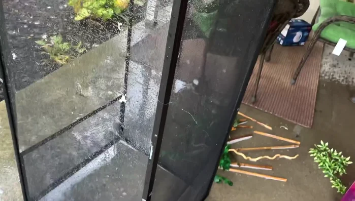 Steam clean the entire enclosure, including the screen and any remaining decorations, to sanitize and remove any remaining dirt or debris.