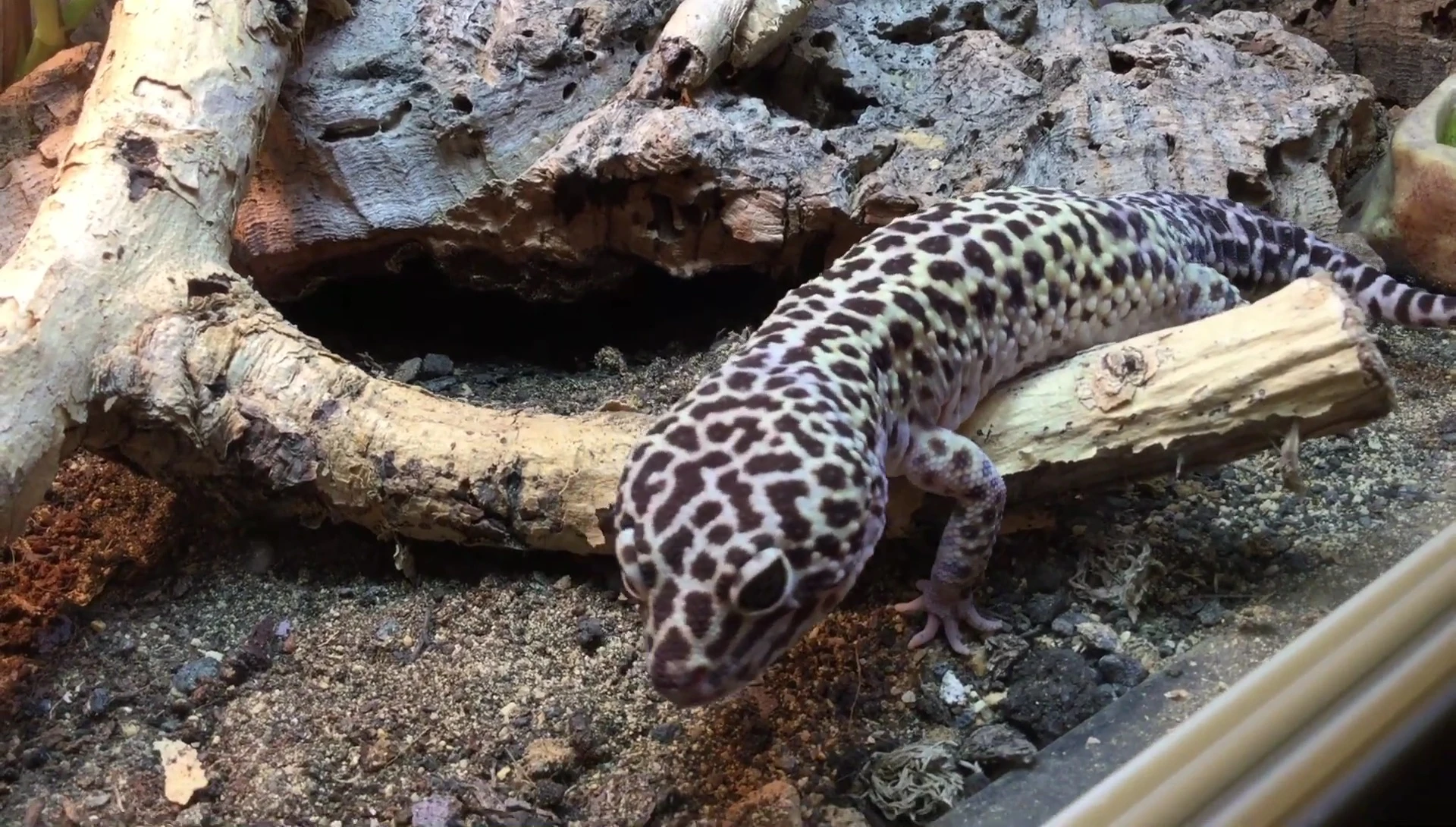 Image showing a reptile under a heat lamp