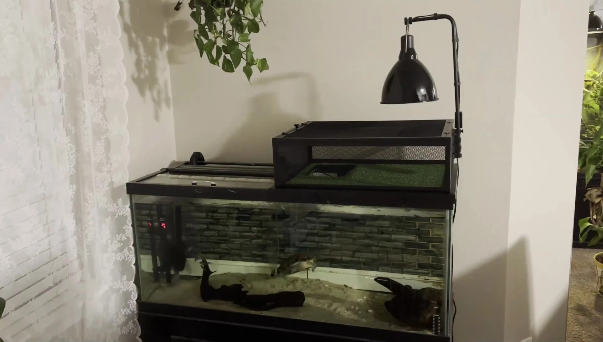 The modified basking loft installed in a 75-gallon tank.