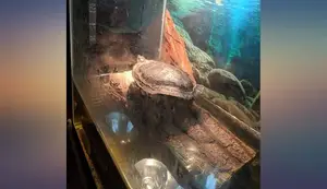 Zilla Floating Log: The Ultimate Turtle Basking Platform Review