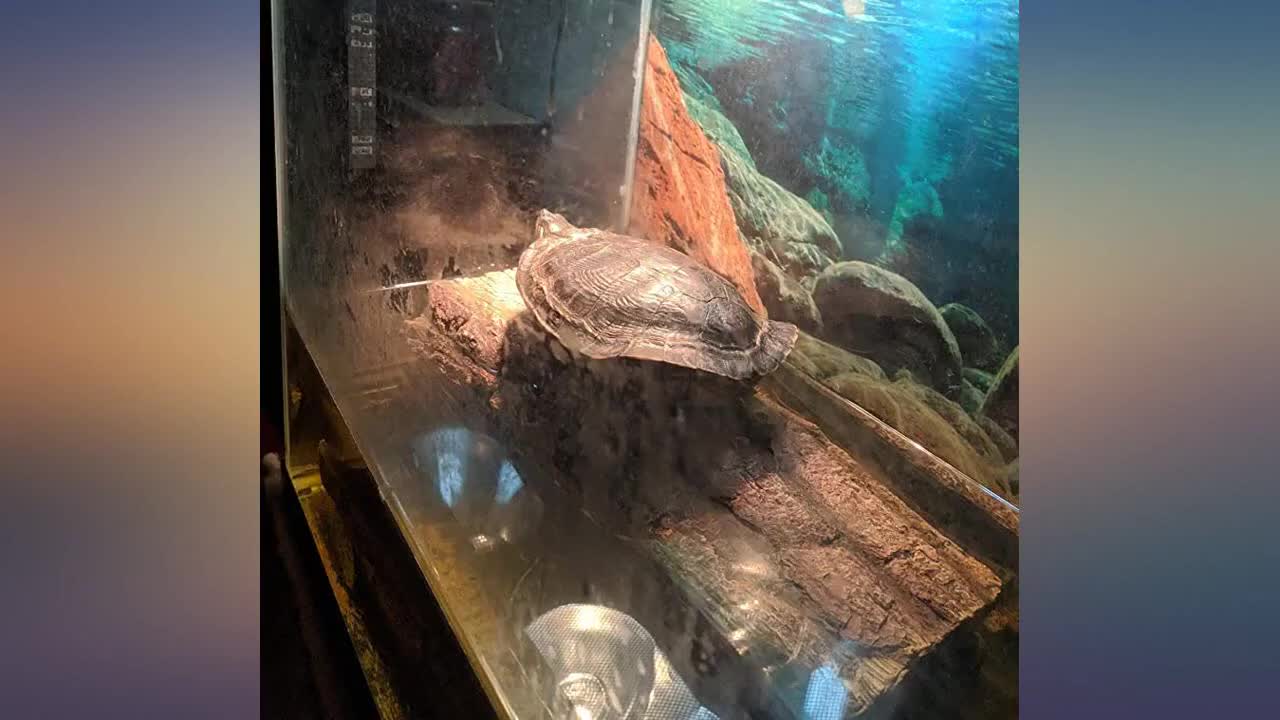 Close-up view of the log in a 55-gallon tank.