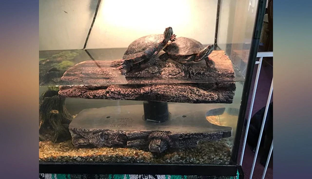 The turtle basking on the log.