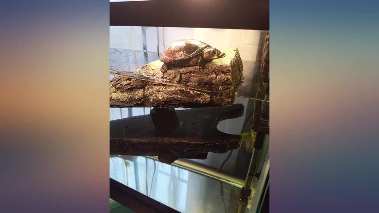 The Zilla Floating Log partially submerged in water.