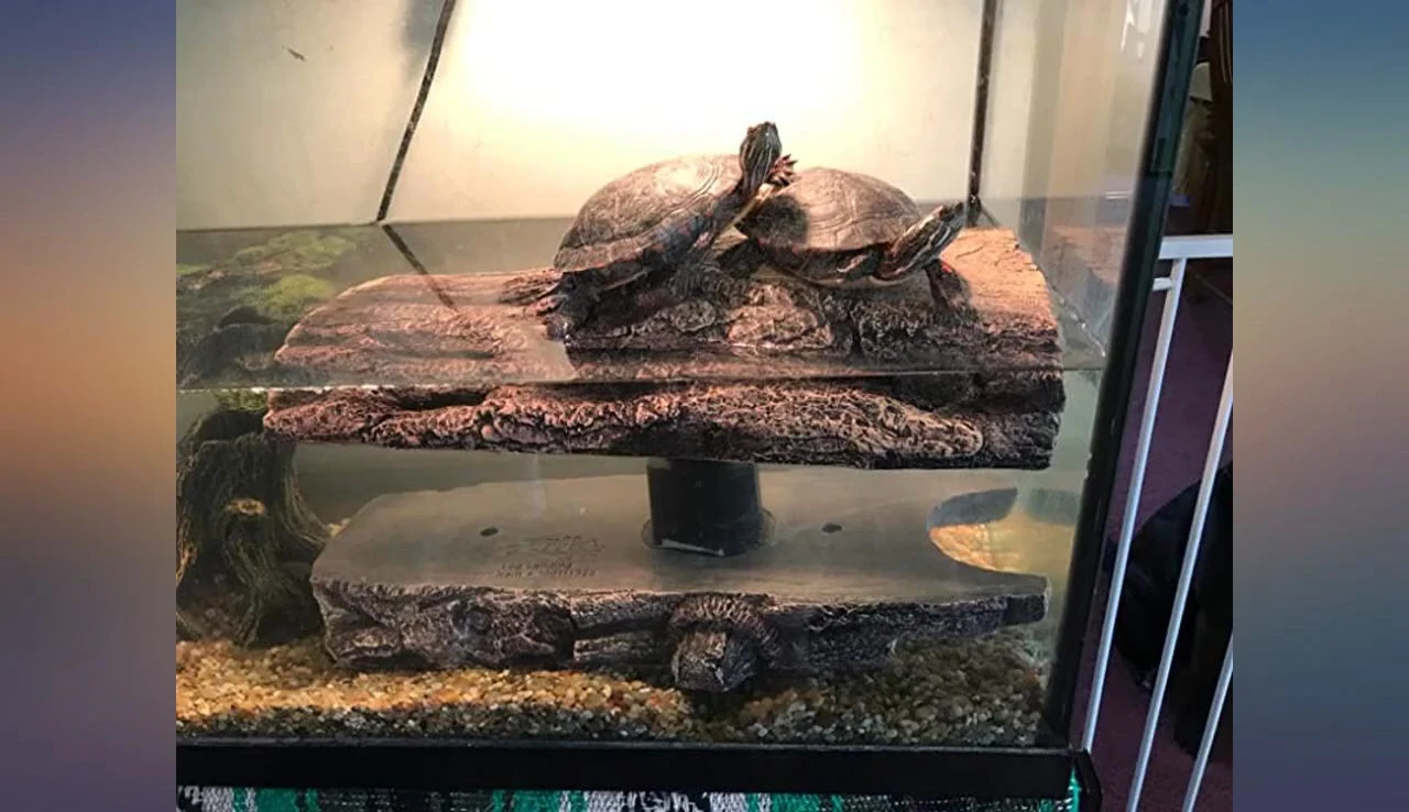 A clean view of the floating log.