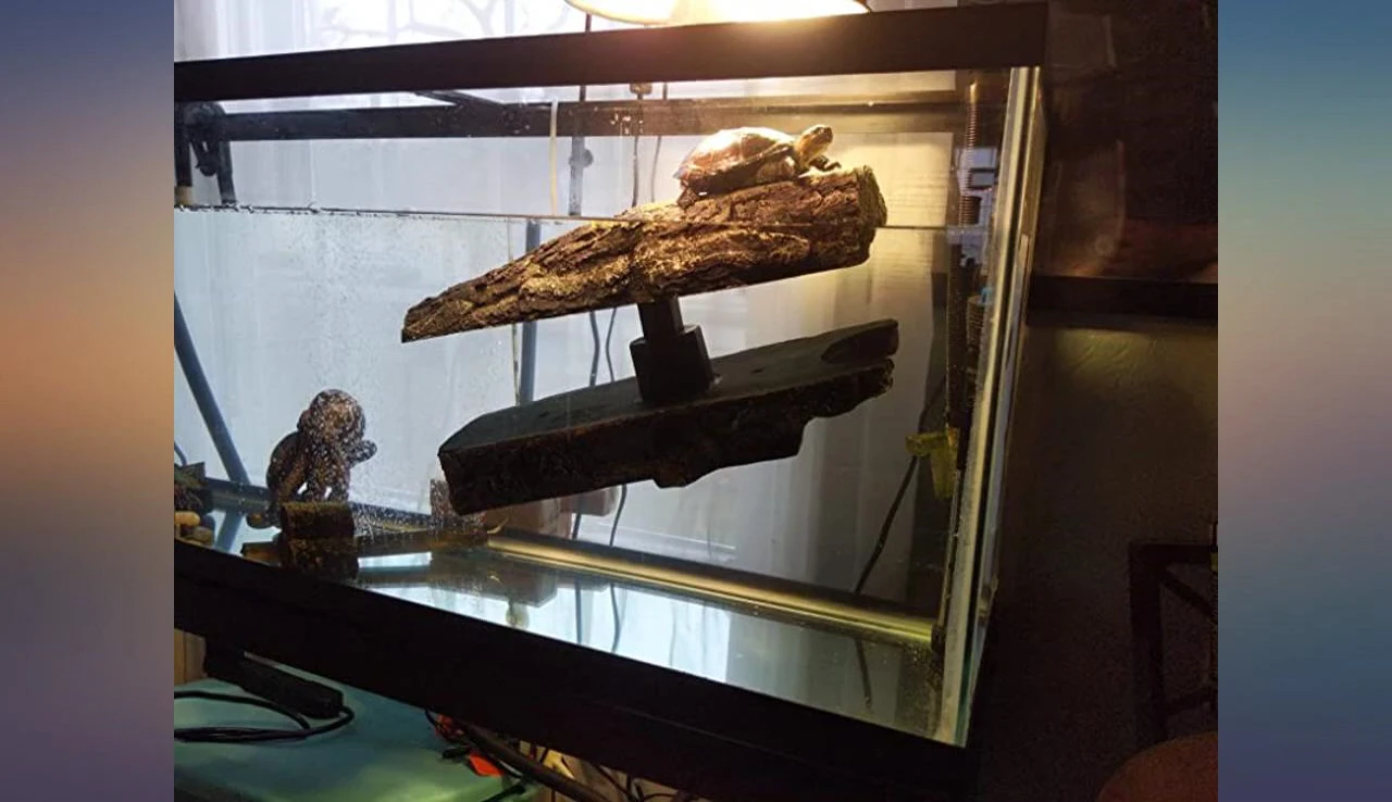 The turtle comfortably positioned on the log.
