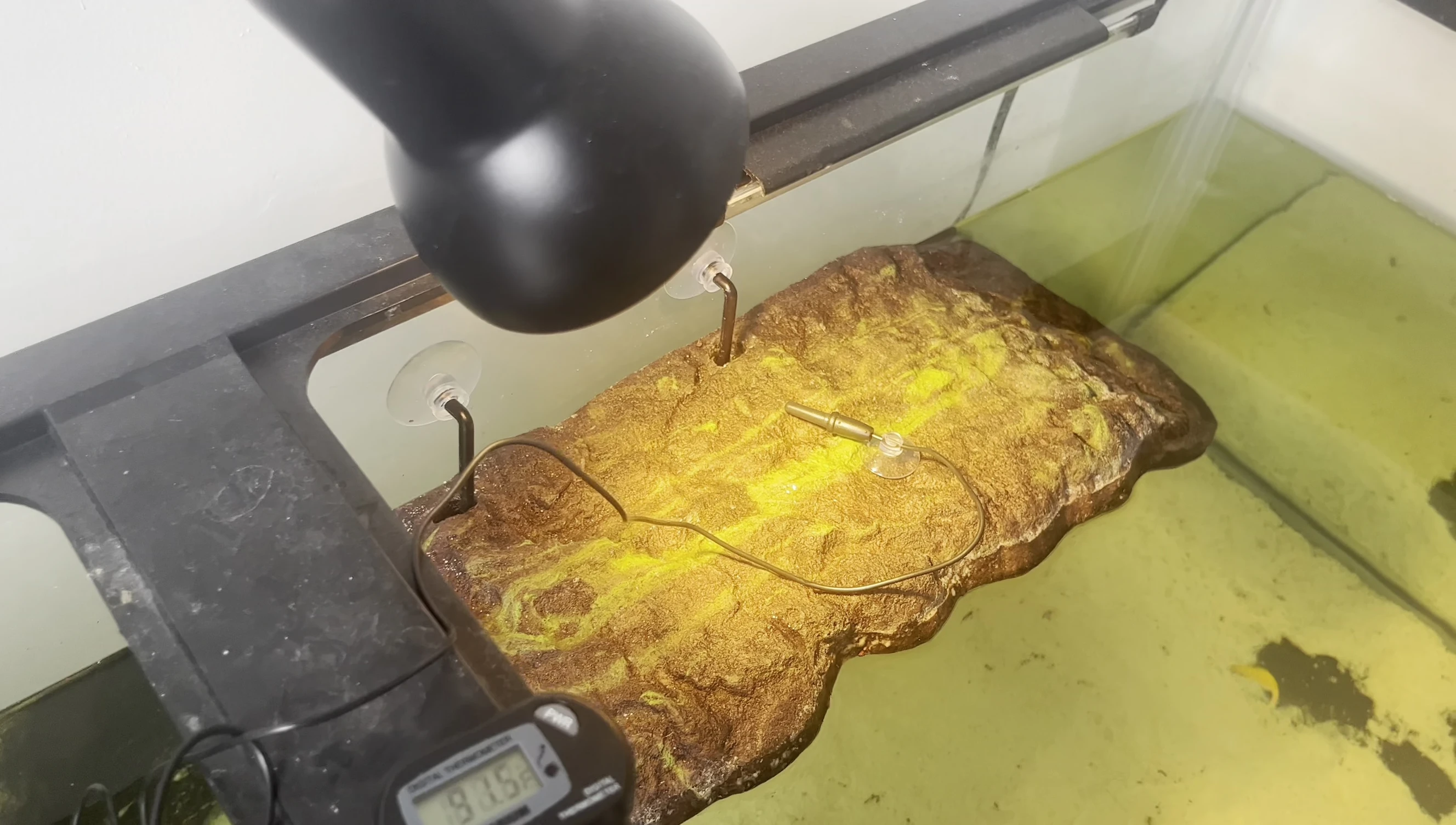 Screen displaying the ideal basking temperature.