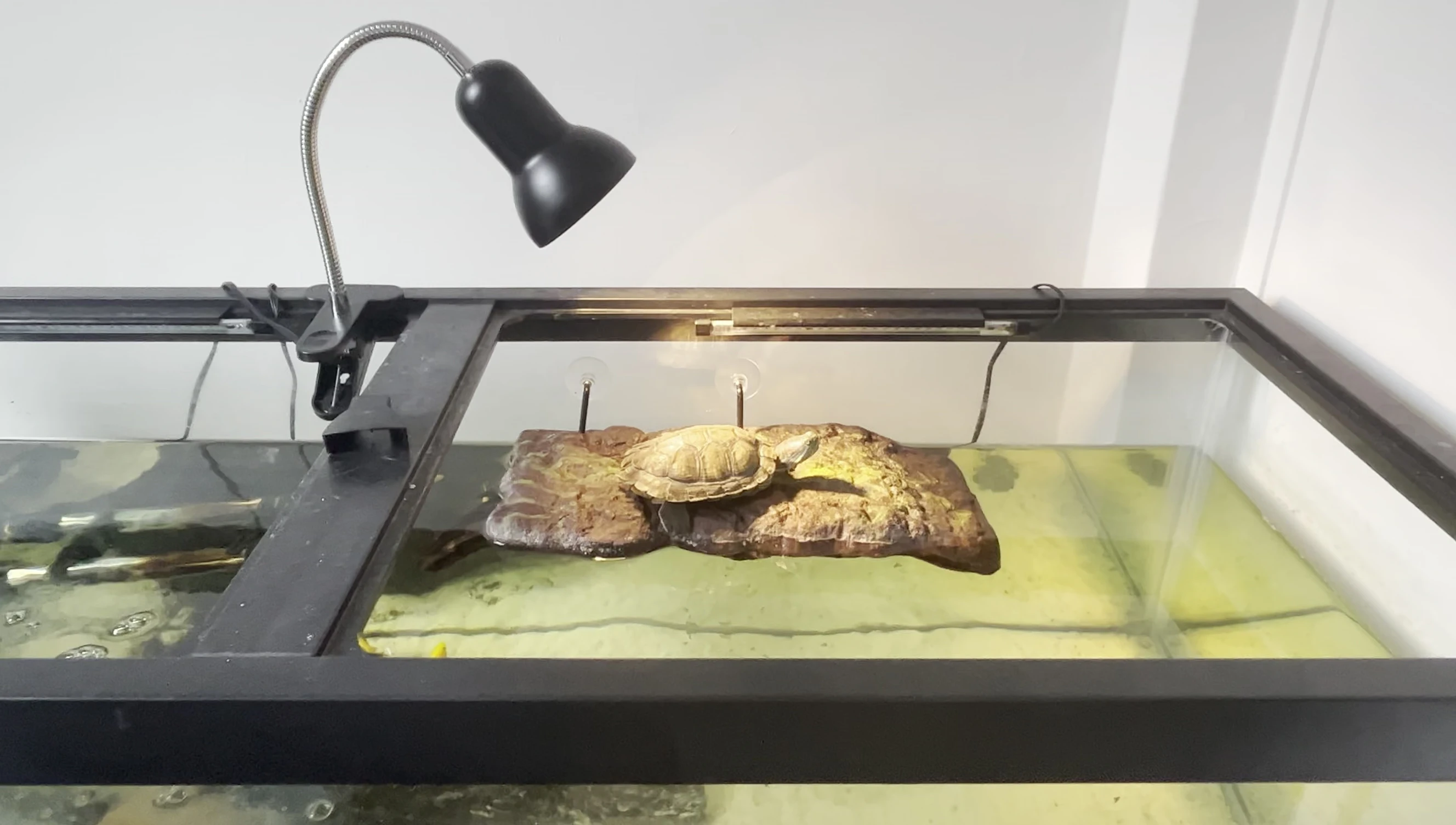The turtle basking comfortably in the center of the light.