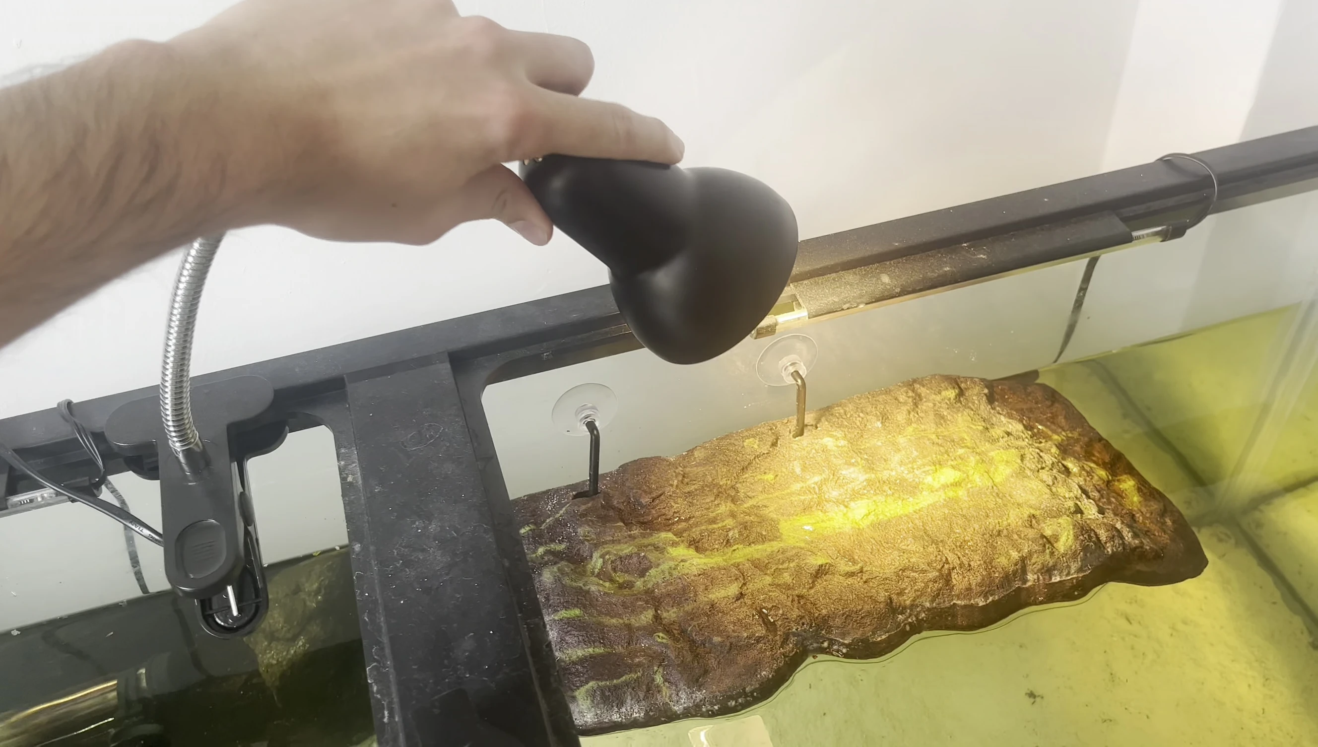 The lamp securely clamped to the edge of a turtle tank, showcasing its tight grip.