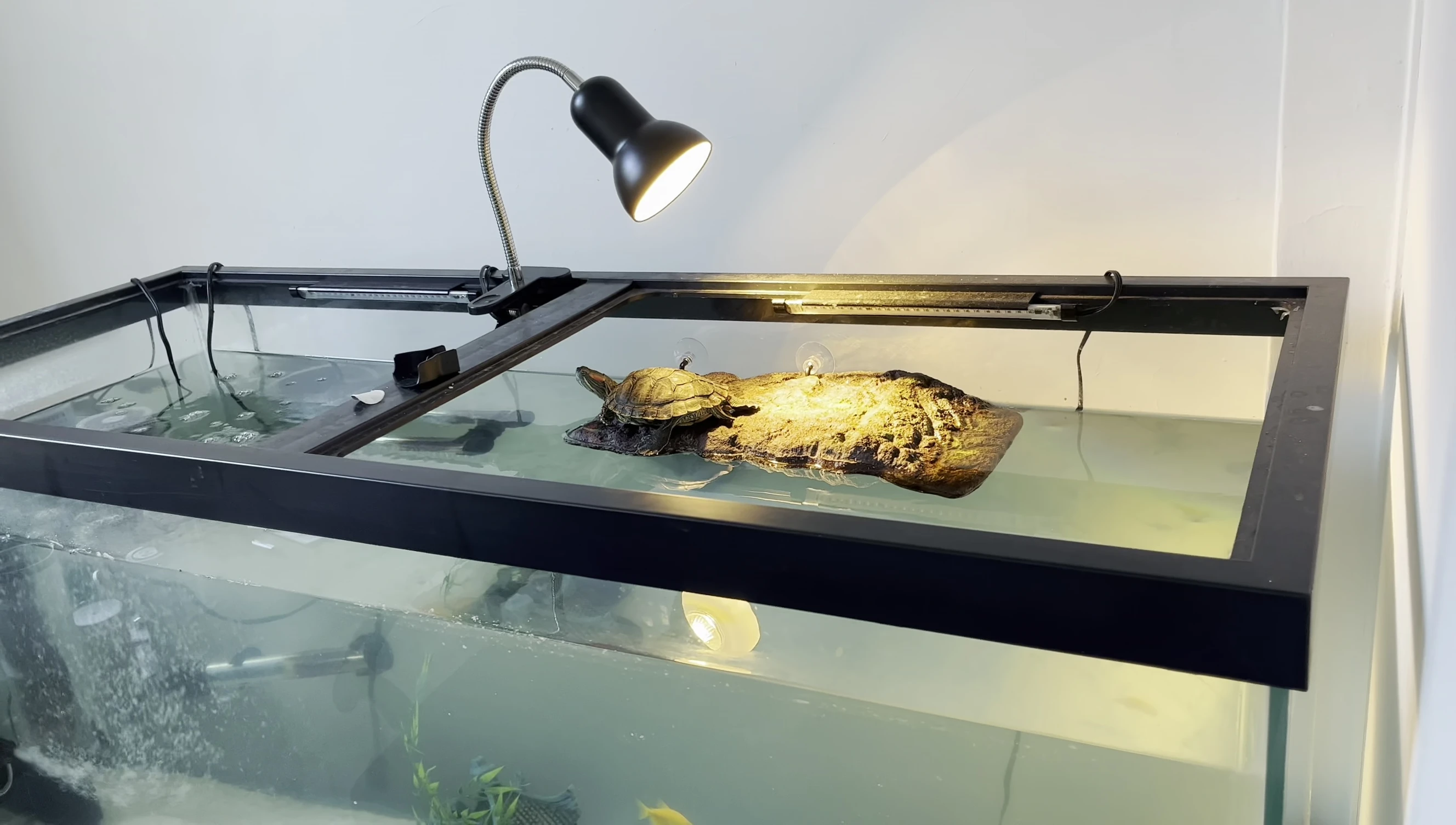 The turtle not basking in the center due to excessive heat.