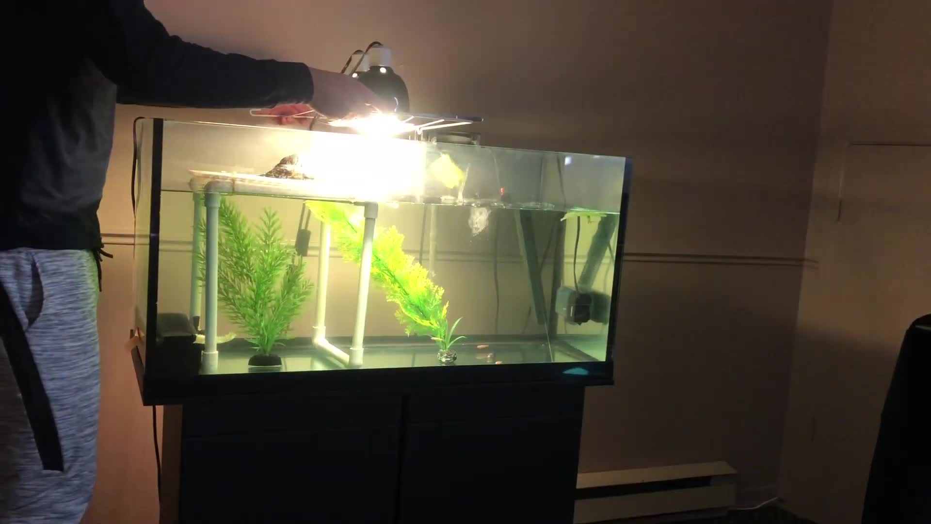 Removing lights and decorations from the turtle tank.