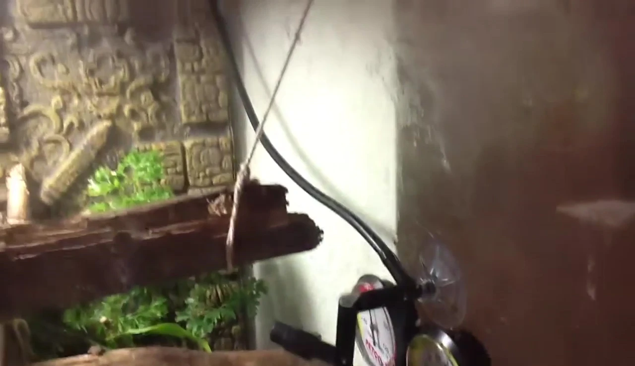 The misting system in action