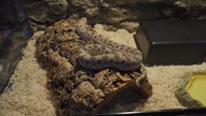 Deep Clean Your Hognose Snake Terrarium: A Step-by-Step Guide