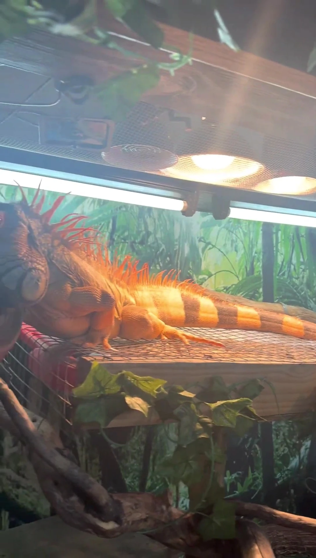 Rocket basking happily under his new lamp.