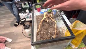 Desert Bioactive Terrarium Setup for Leopard Geckos: A Step-by-Step Guide