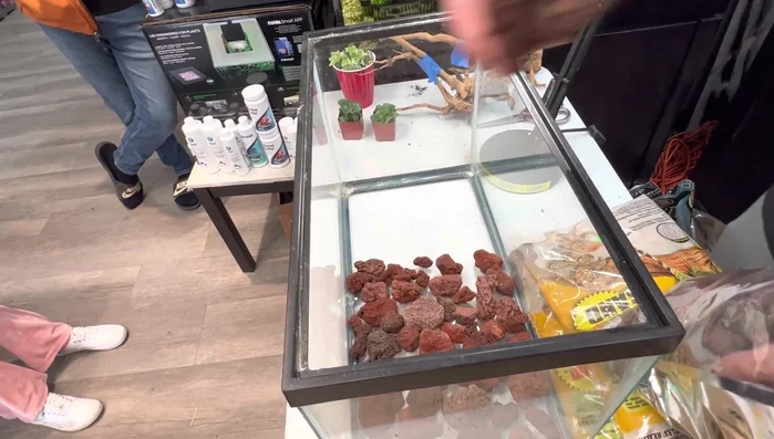 Clean lava rocks thoroughly before use to remove any pesticides or debris.