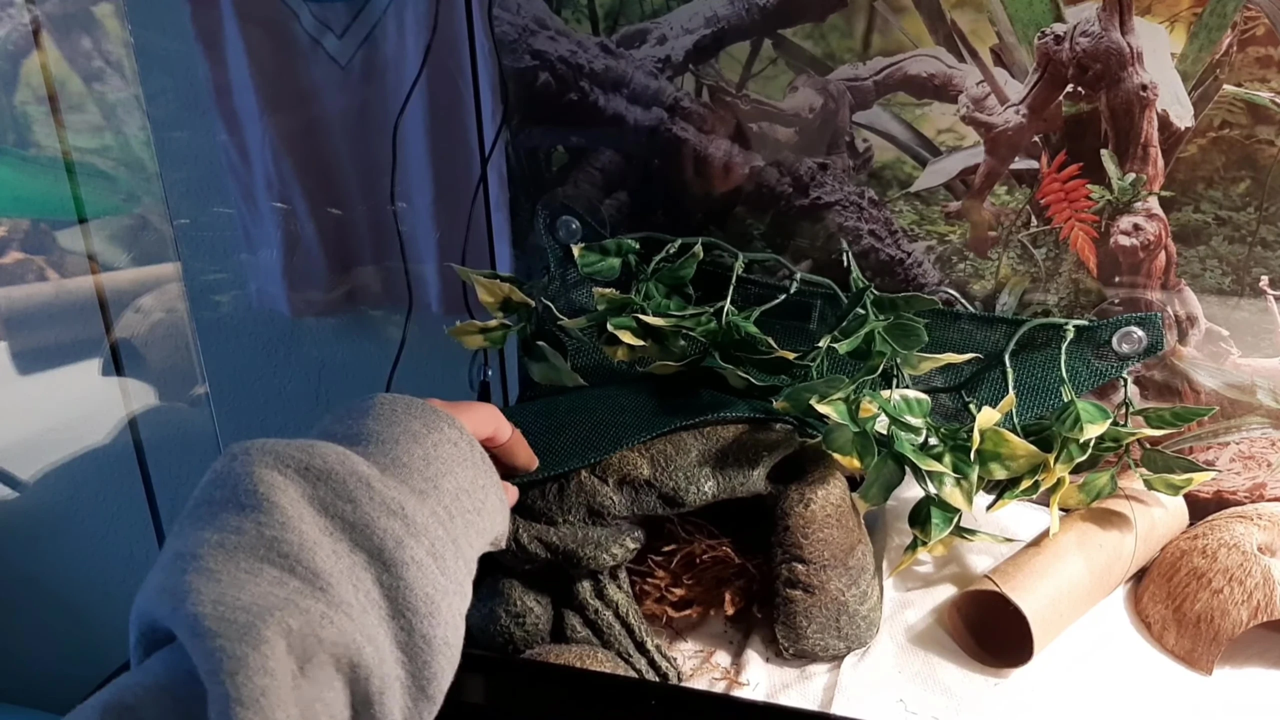 Hammock and artificial plants in the enclosure