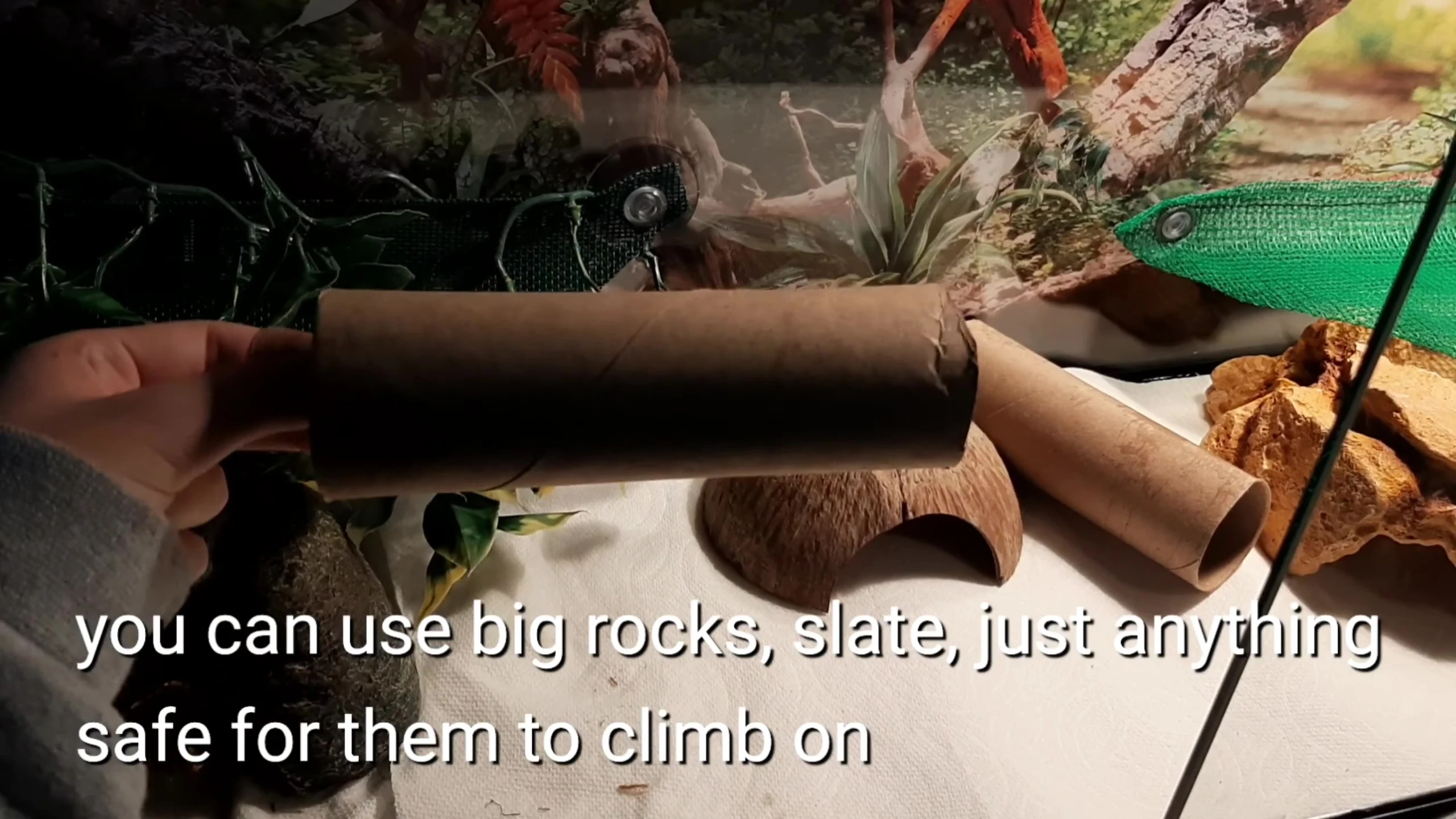 Halved paper towel rolls as climbing structures