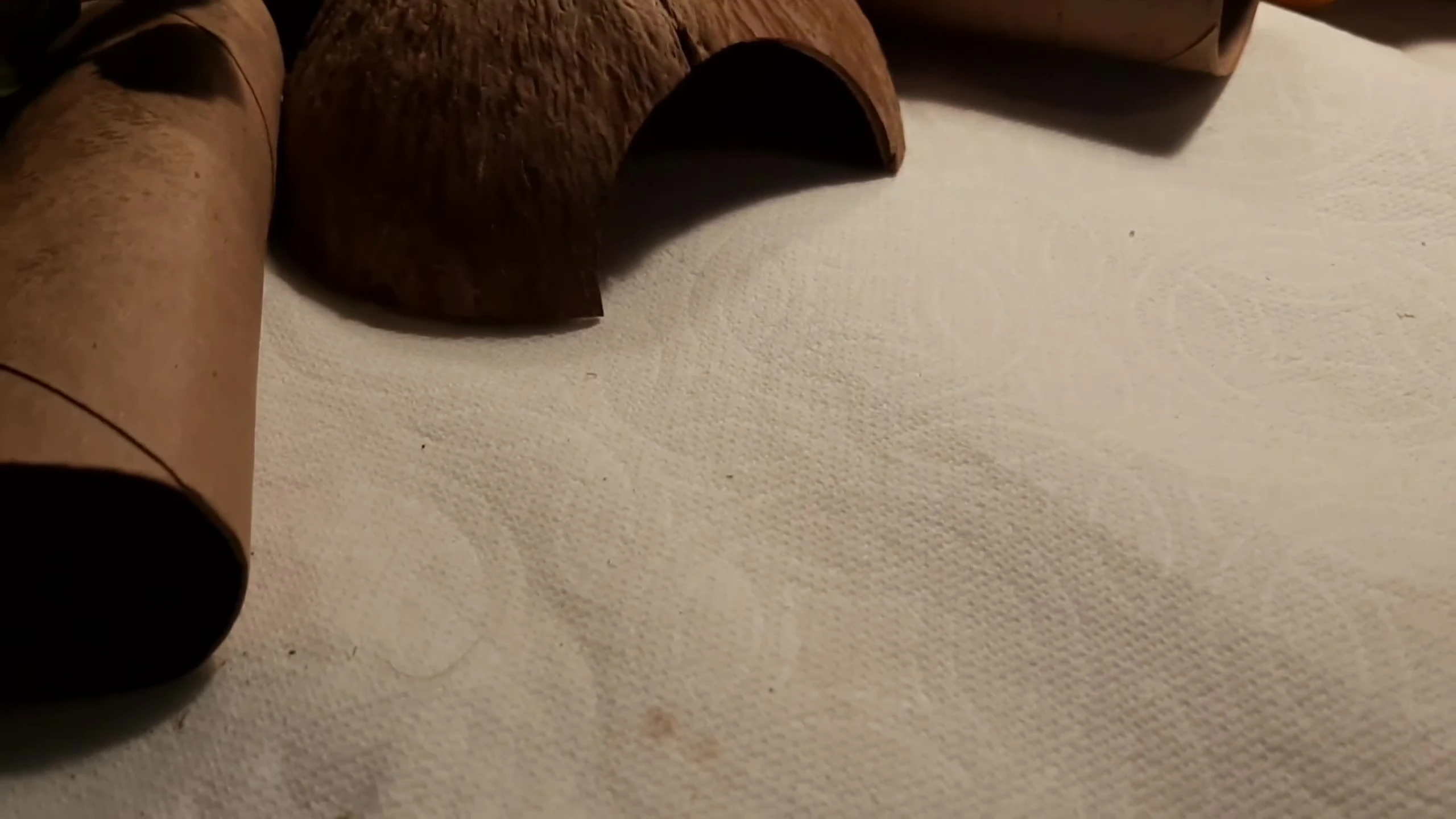 Paper towels used as substrate