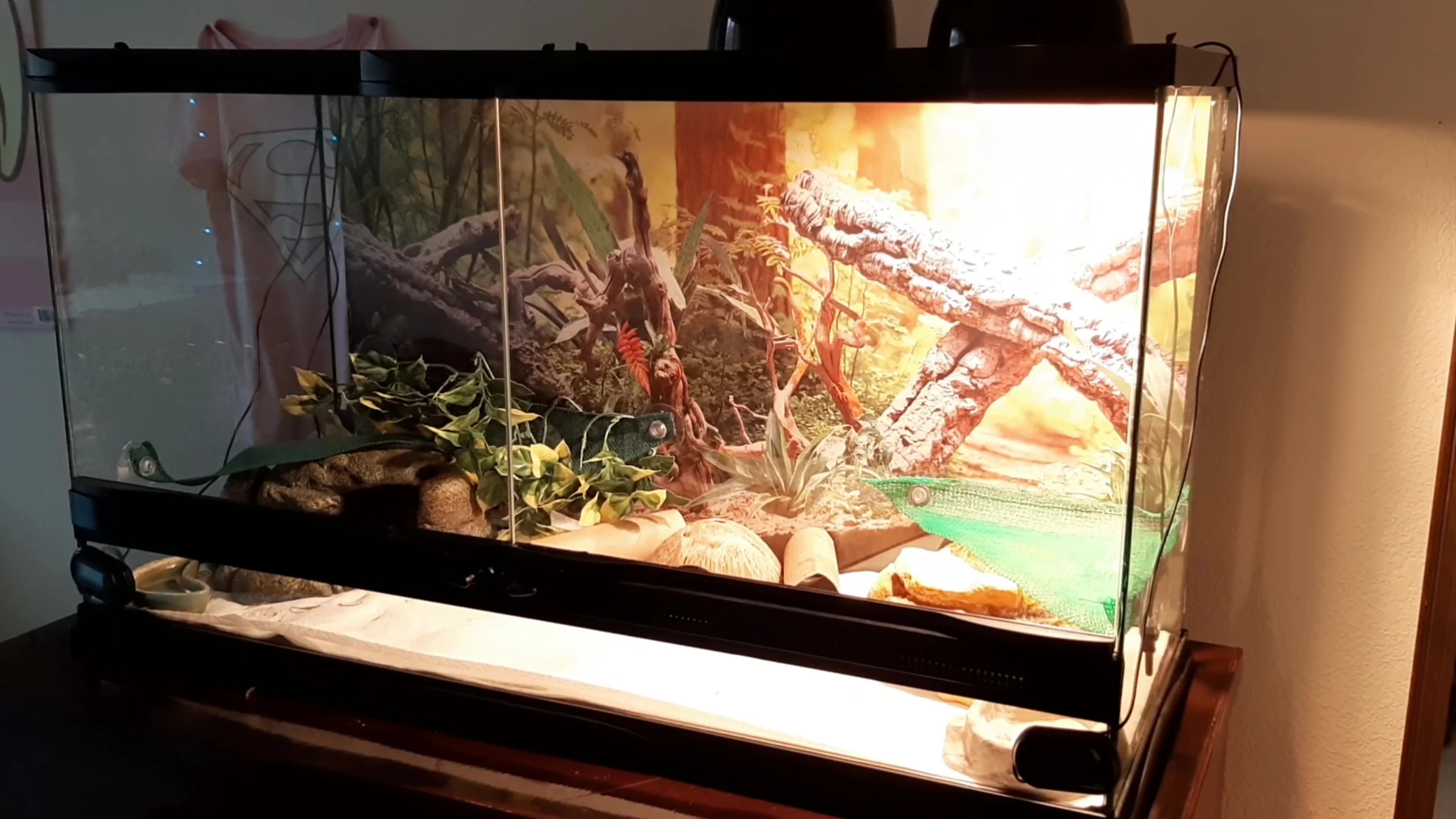 A 25-gallon terrarium with side-opening doors