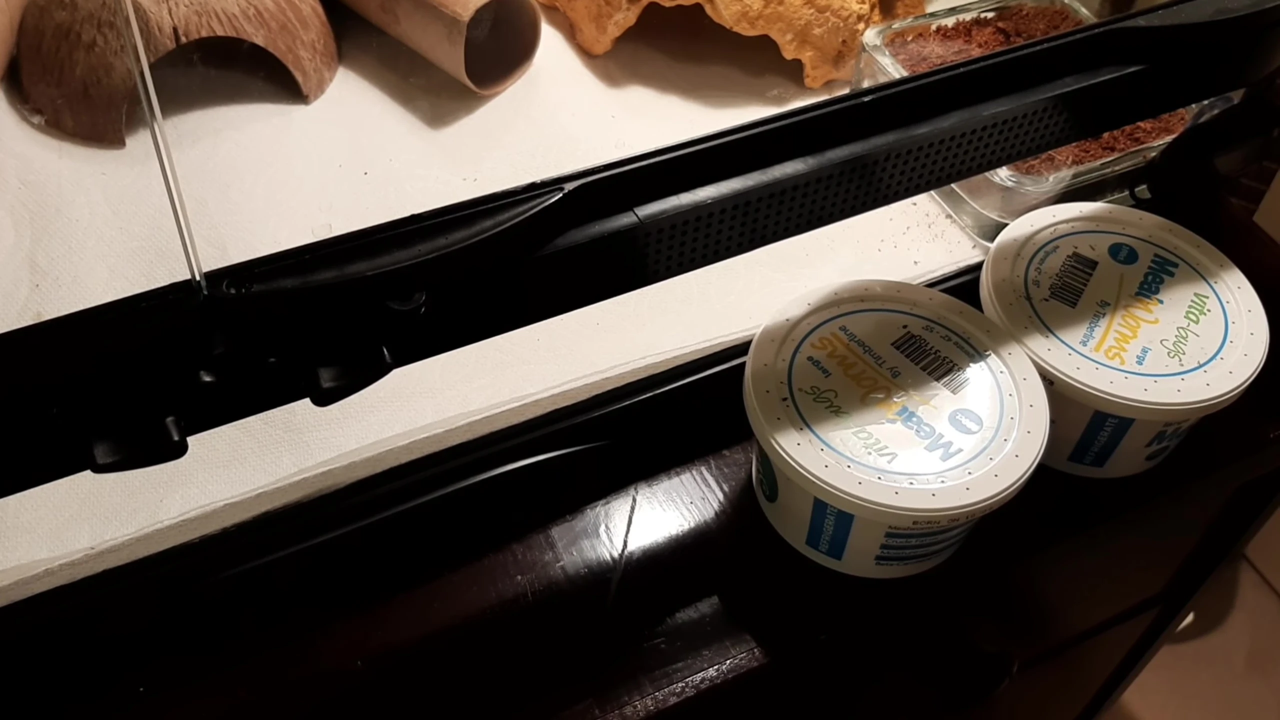Feeding the leopard gecko mealworms