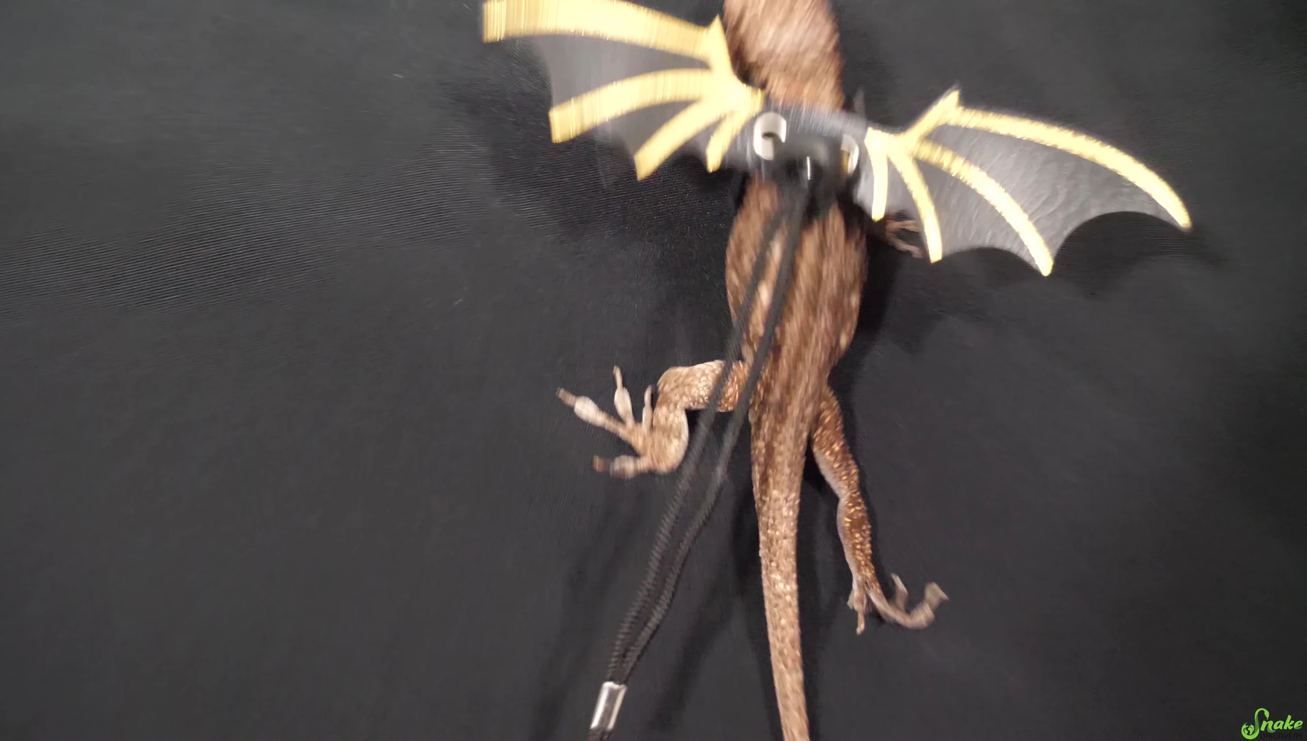 Lizard harness