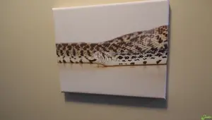 10 Awesome Gift Ideas for Reptile Lovers This Christmas!