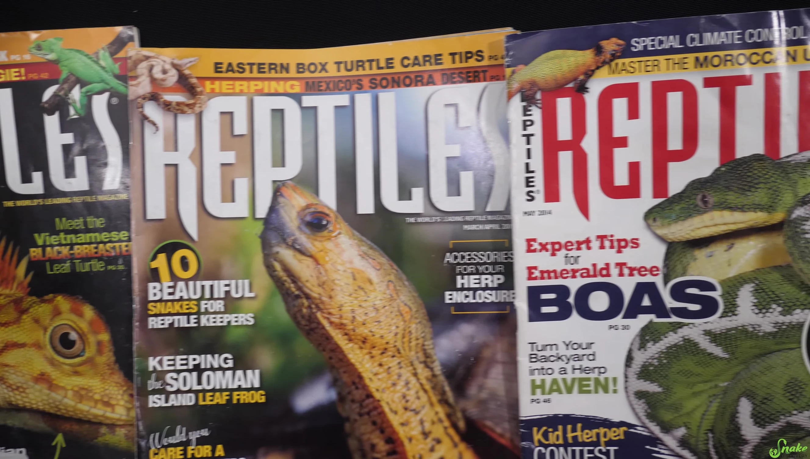 Cover of Reptiles Magazine