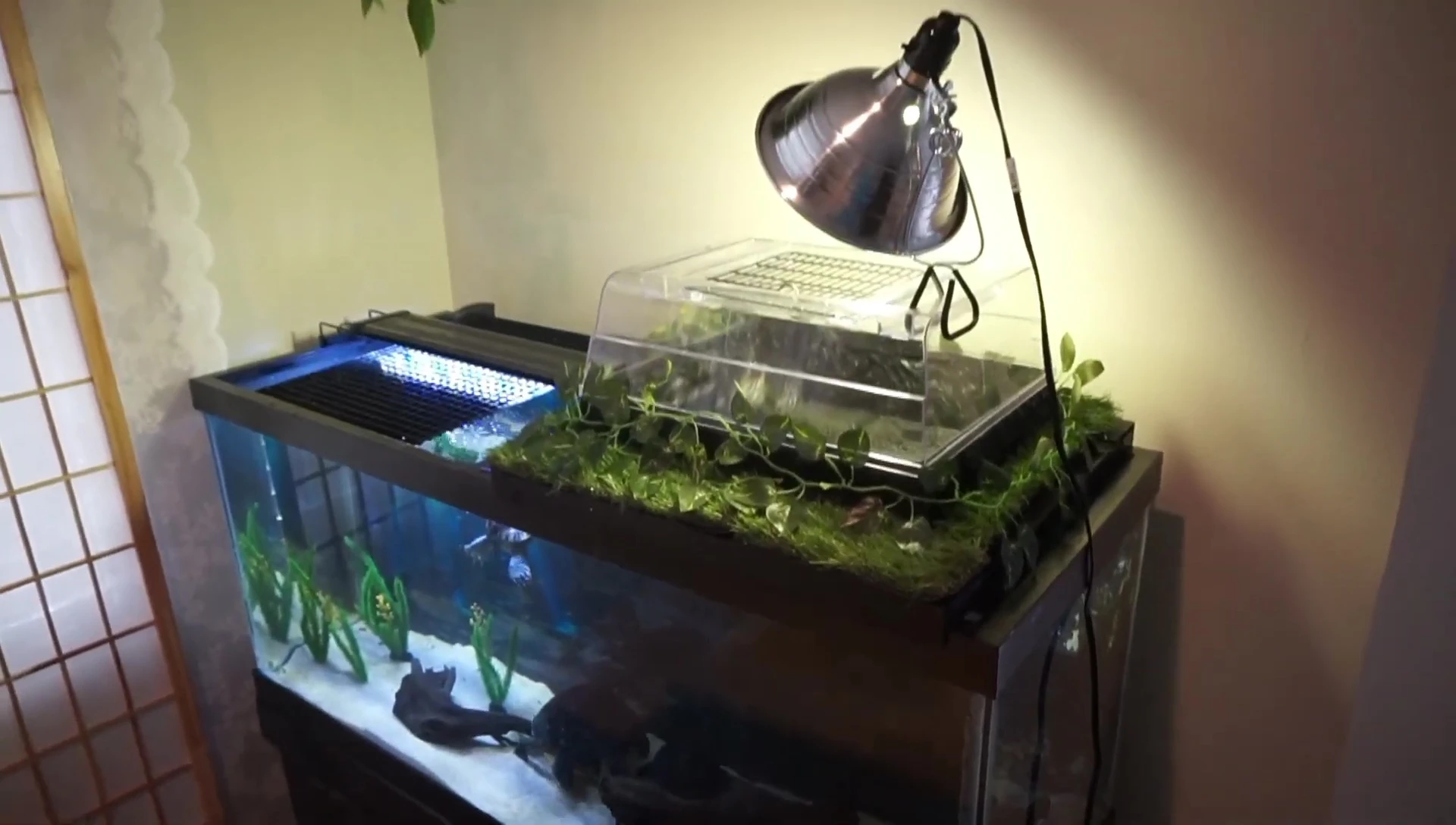 The modified topper on the 75-gallon tank with turtles.