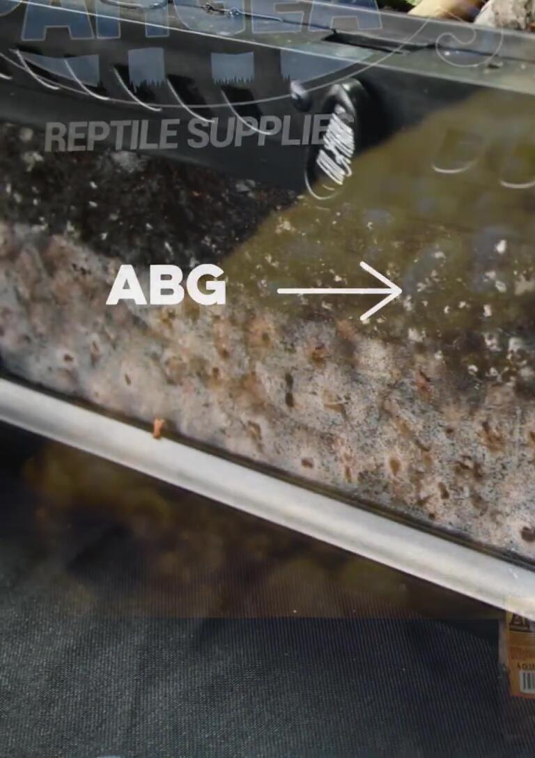 Close-up shot of the various components of Pangea ABG substrate