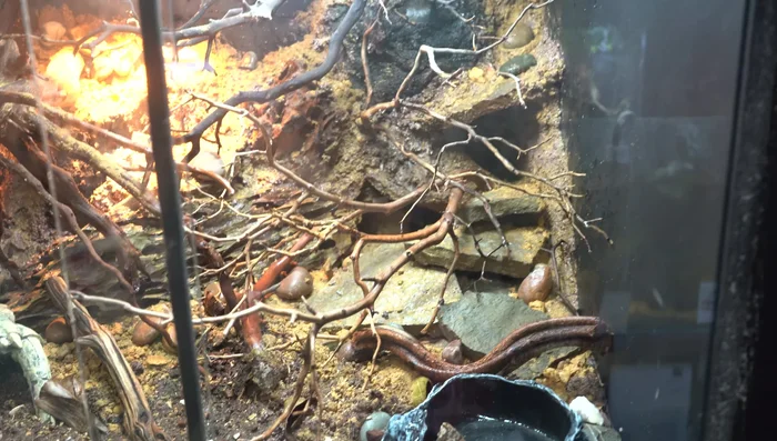 Incorporate Manzanita branches and additional slate pieces for hiding places and climbing opportunities.
