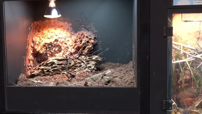 Incorporate Manzanita branches and additional slate pieces for hiding places and climbing opportunities.