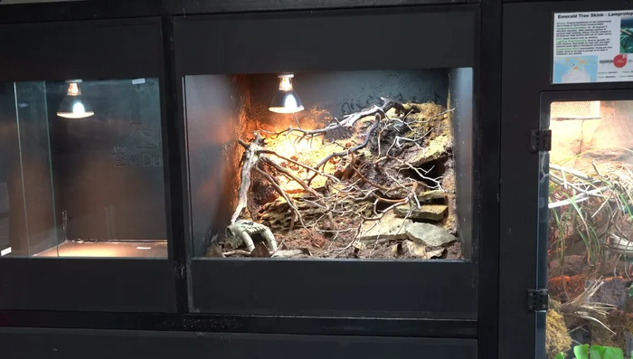 Allow the tank to establish for approximately a month before introducing Viper geckos.