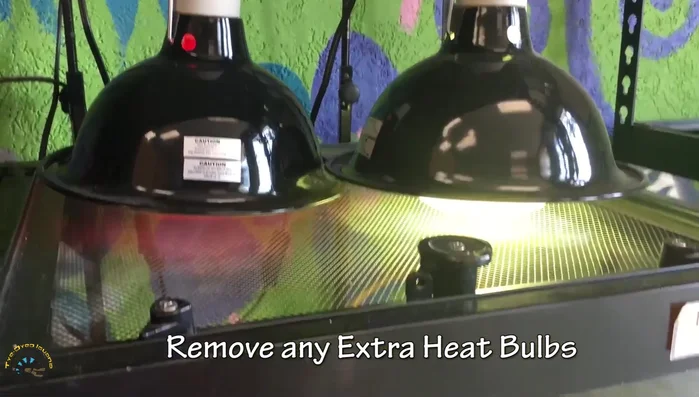 Remove one of the heat bulbs if your reptile needs two during cooler months, but one is sufficient in summer.