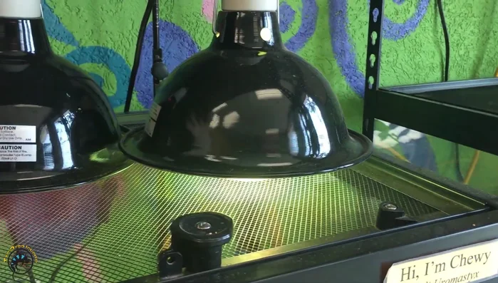 Retain the bulb providing UVB light (e.g., mercury vapor bulb).