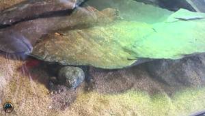 Beat the Heat: Keeping Your Reptile Tank Cool in Summer