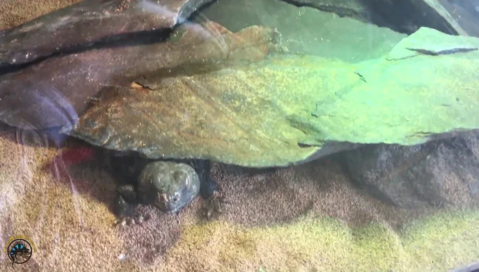 Measure the temperature to ensure it remains suitable for your reptile.