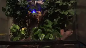 Cheap Reptile Fogger: A Budget-Friendly Humidity Solution