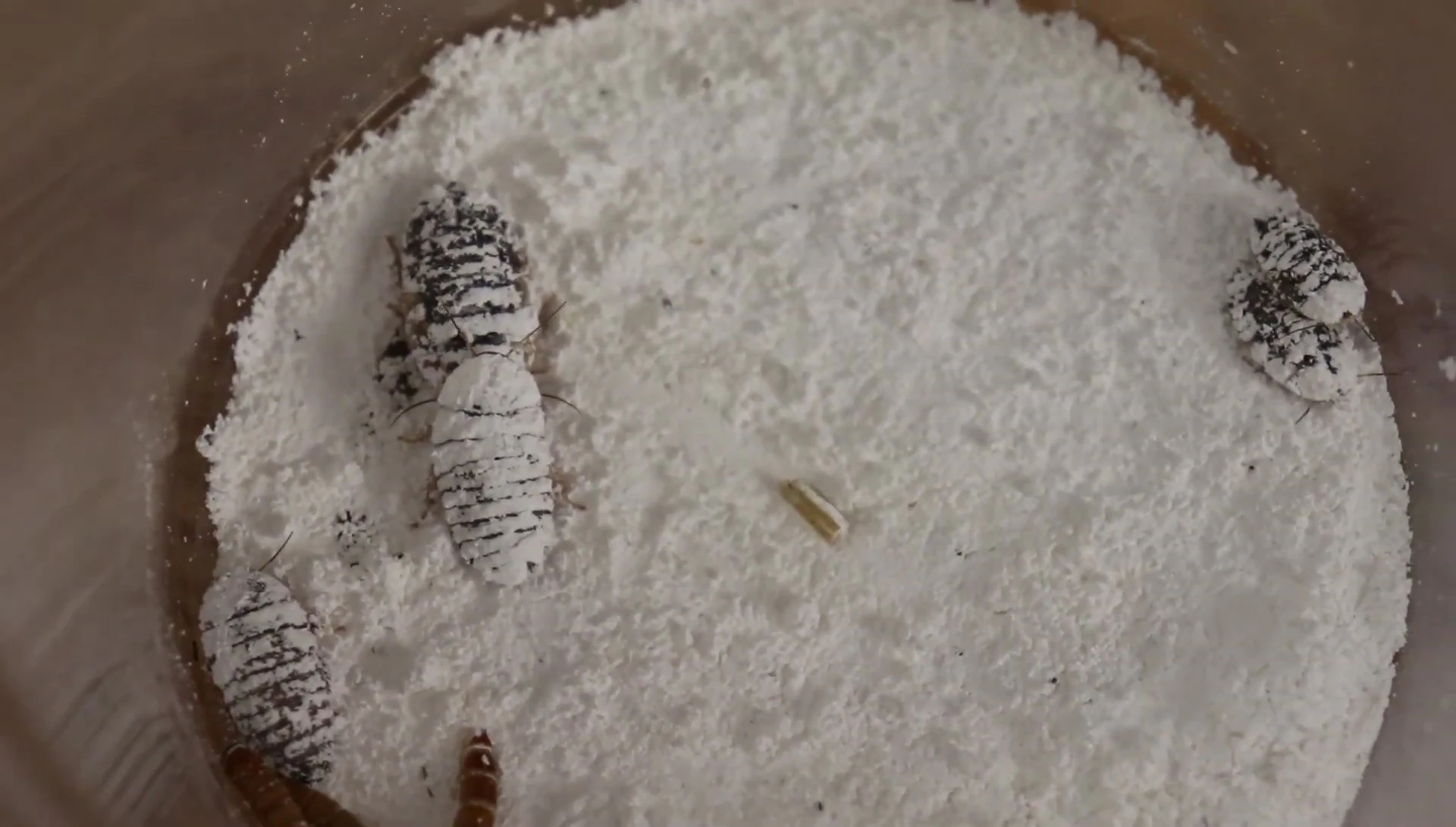 Dubia roaches heavily dusted with Zoo Med Repti Calcium